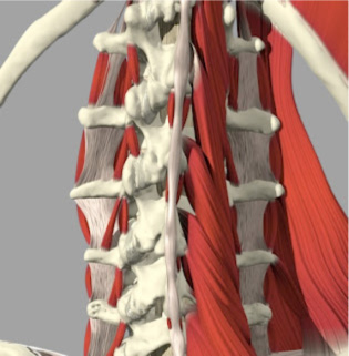 Observe como são complexas as estruturas ligamentares e ósseas da coluna cervical. Tudo isso é muito importante para a estabilidade e proteção da medula espinal