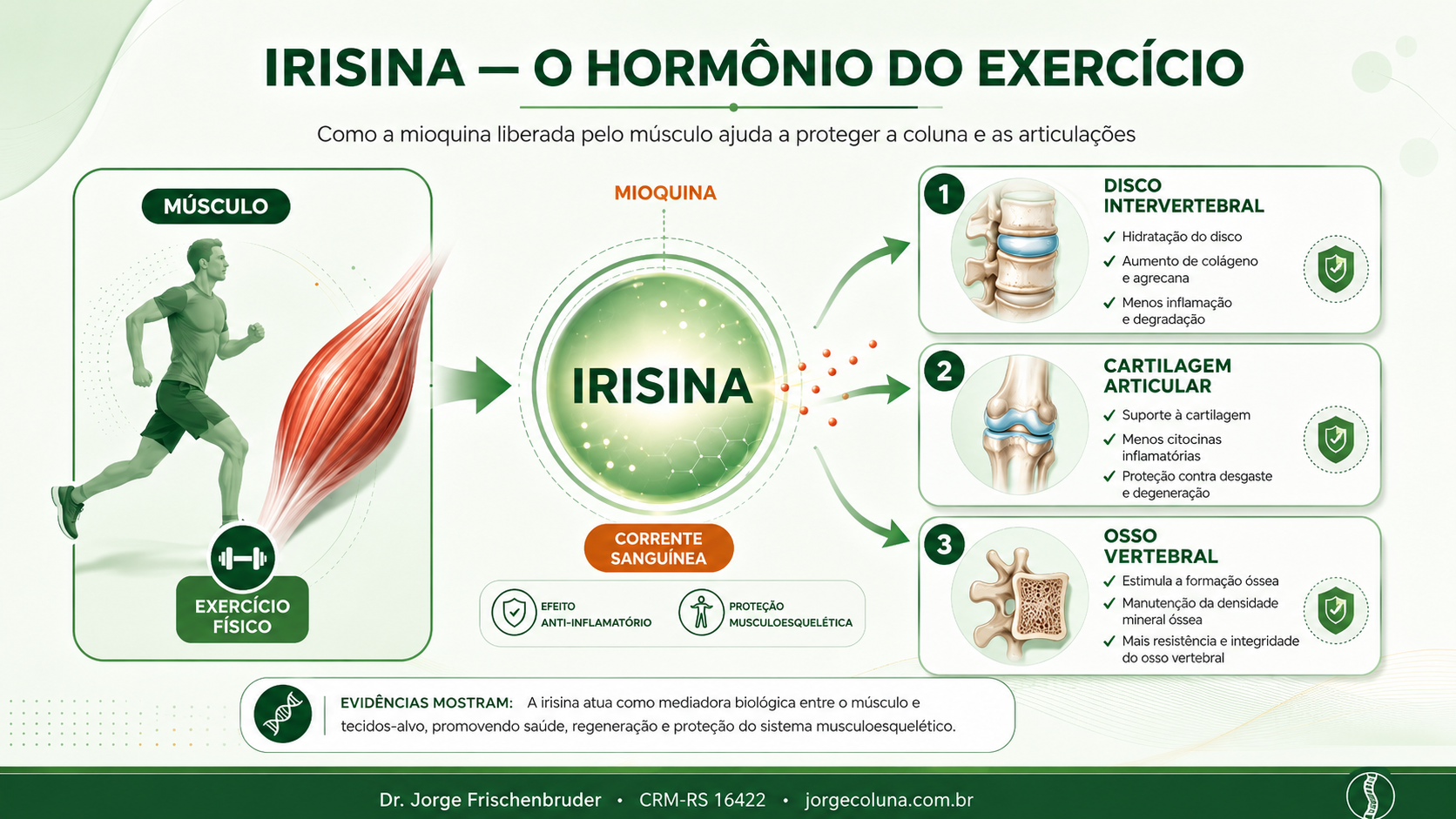 Irisina, o hormônio do exercício, e sua proteção para a coluna vertebral e as articulações